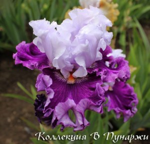 image (29)